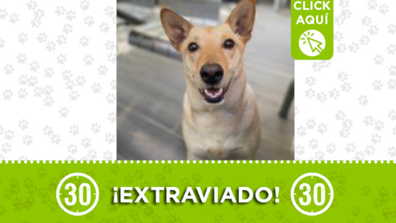 Buscan a este perrito que se perdió en El Poblado