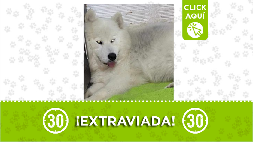´Cloe' está extraviada por el barrio Nuevo, Bello