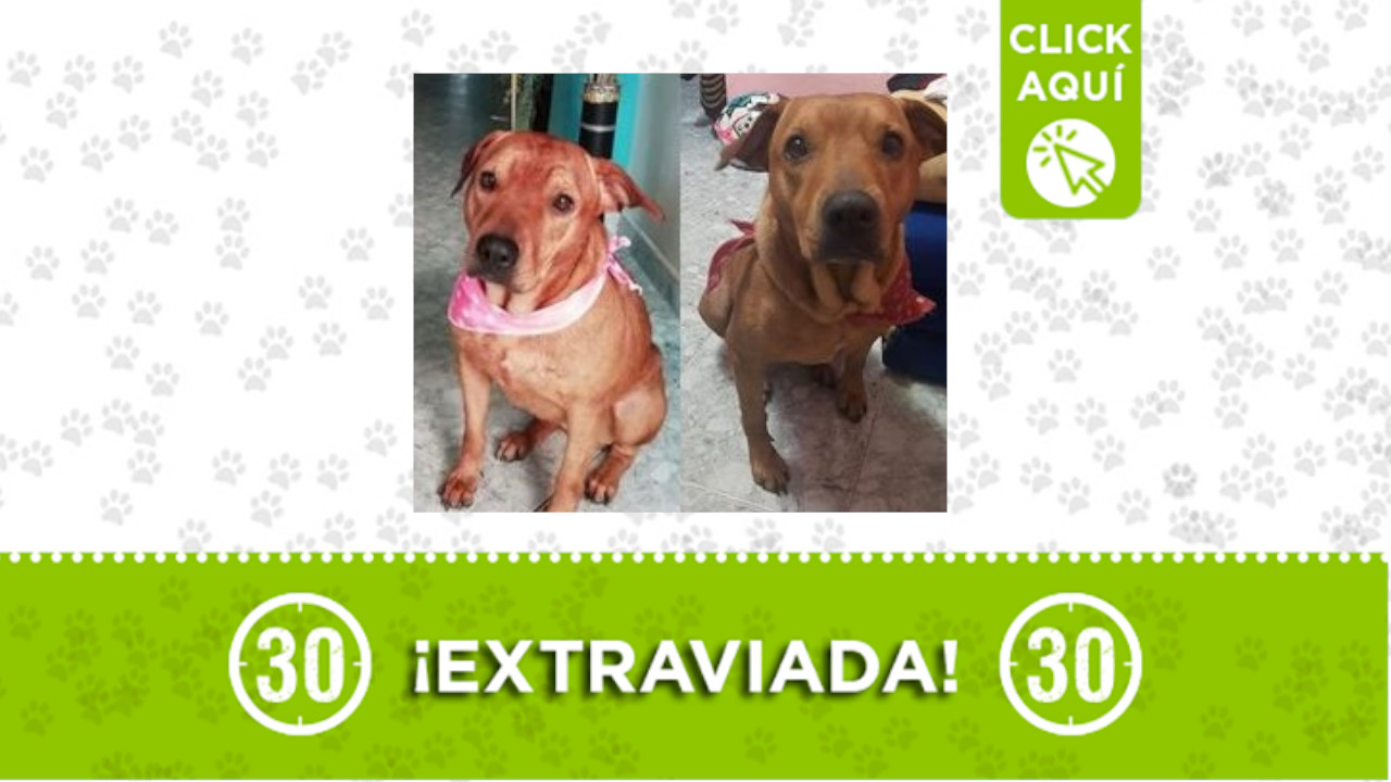 ‘Canela’ se perdió en Itagüí