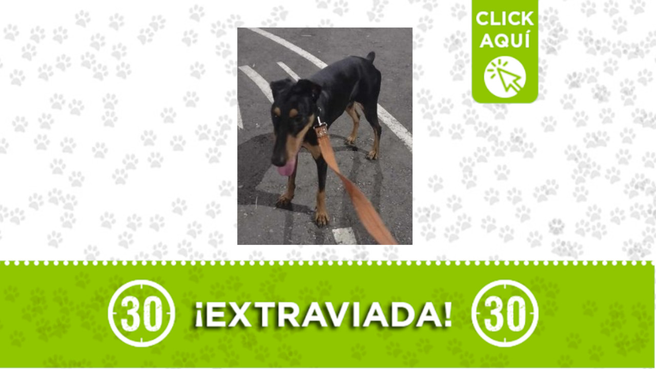 ‘Princesa’ se perdió en San Antonio de Prado