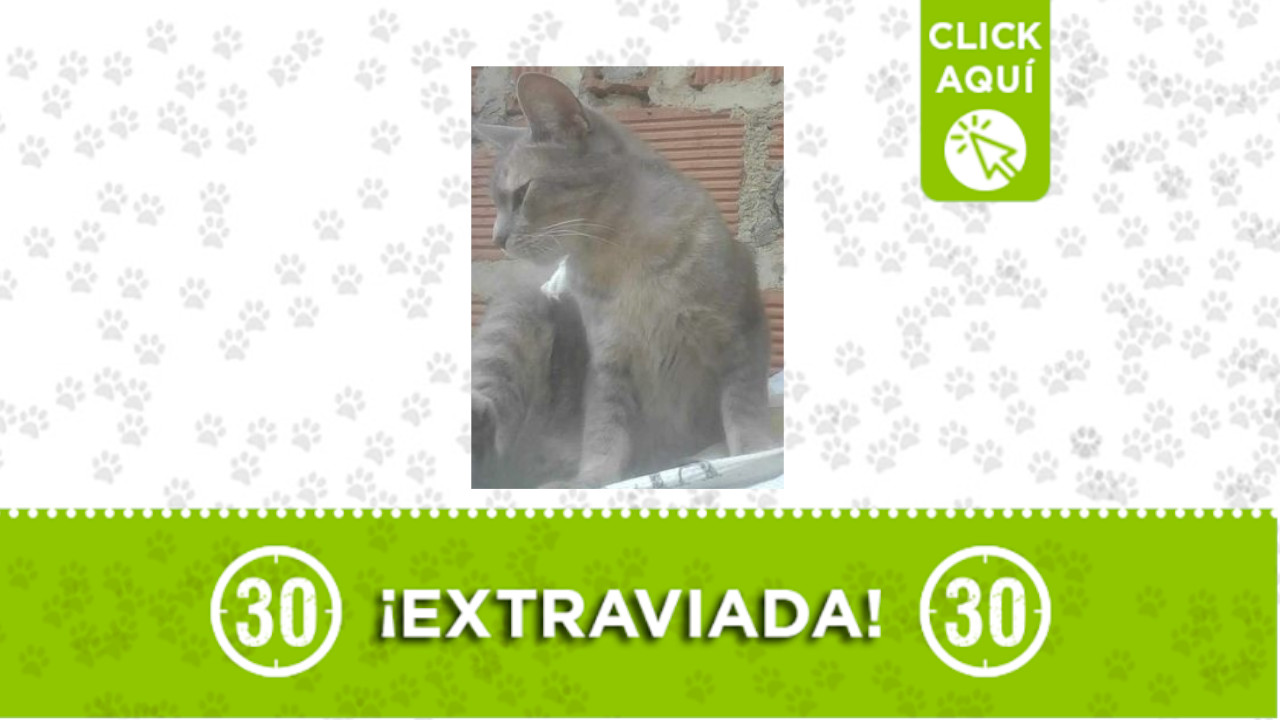 ‘Chiqui’ se perdió en Villa Socorro