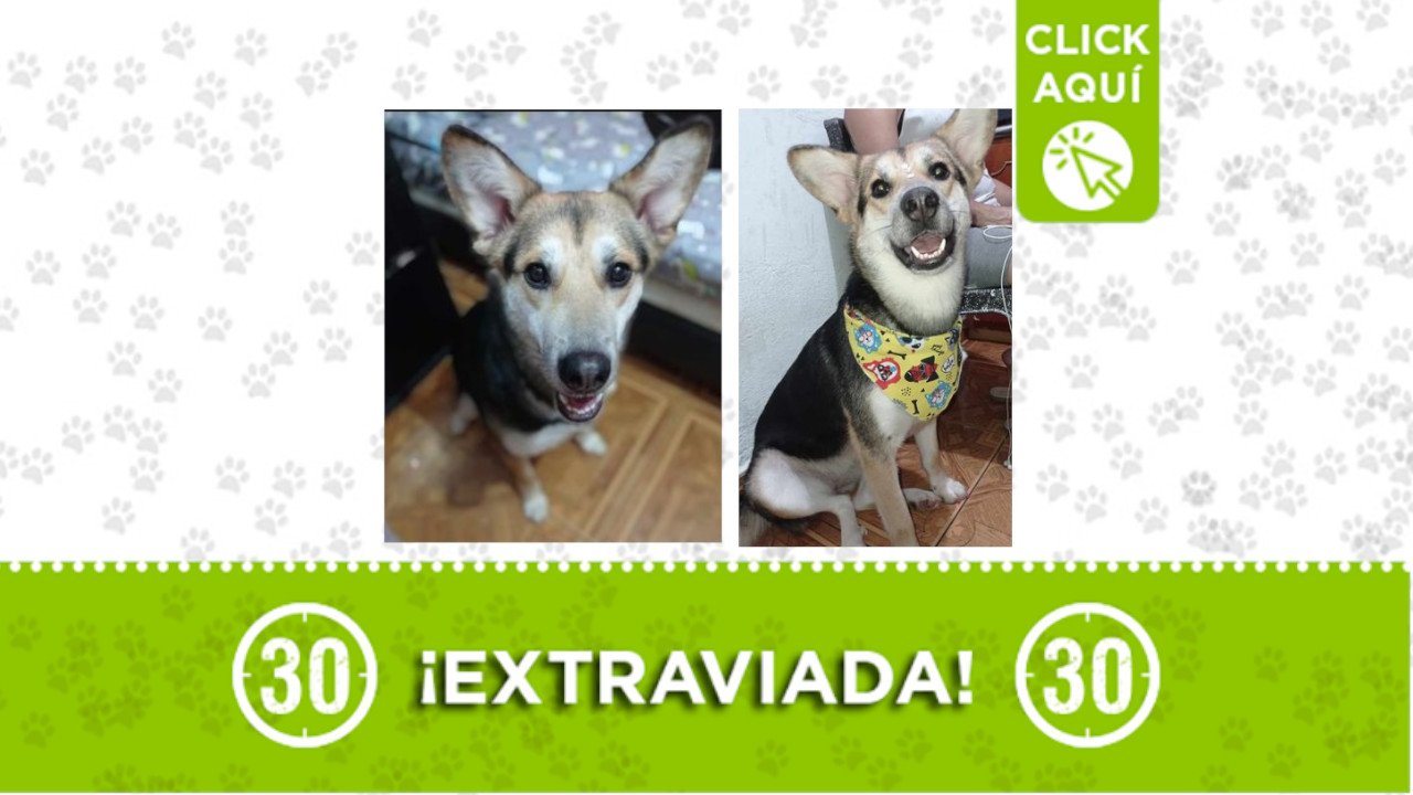 ‘Frida’ se perdió en el barrio Granizal