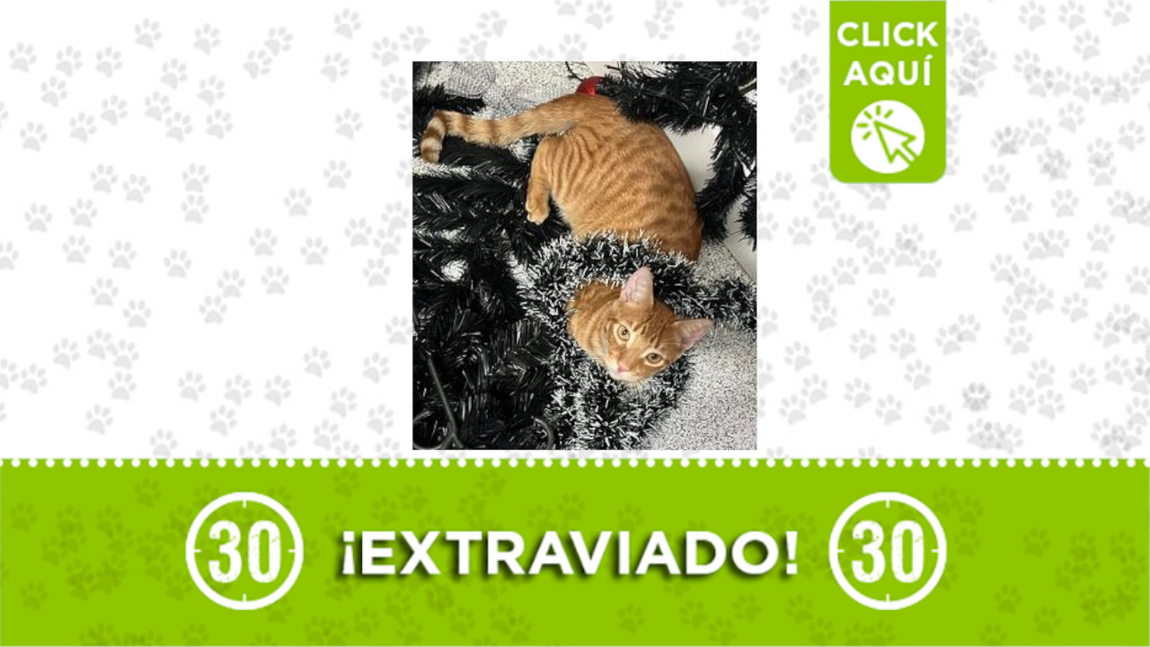 ‘Sultán’ se perdió en Belén