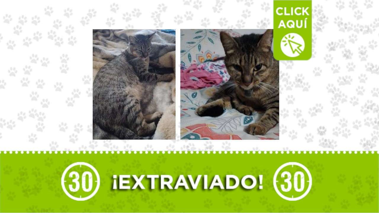 ‘Juancho’ se perdió en Copacabana