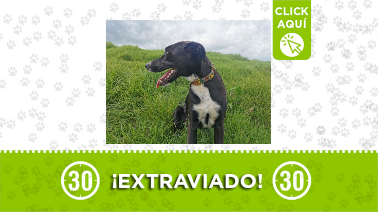 ‘Muñeco’ se perdió en Santa Rosa de Osos