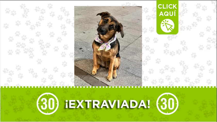 ¿Has visto a la canina 'Kenia'?