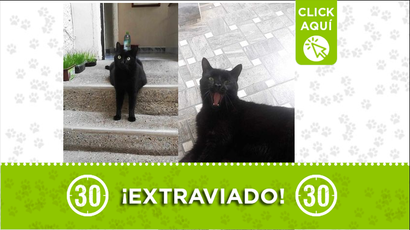 ¿Has visto al gato 'Limón'?
