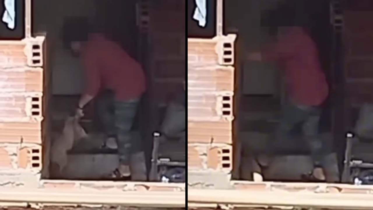 VIDEO. Denuncian maltrato animal: mujer pateó a un perro en el barrio Playa Rica