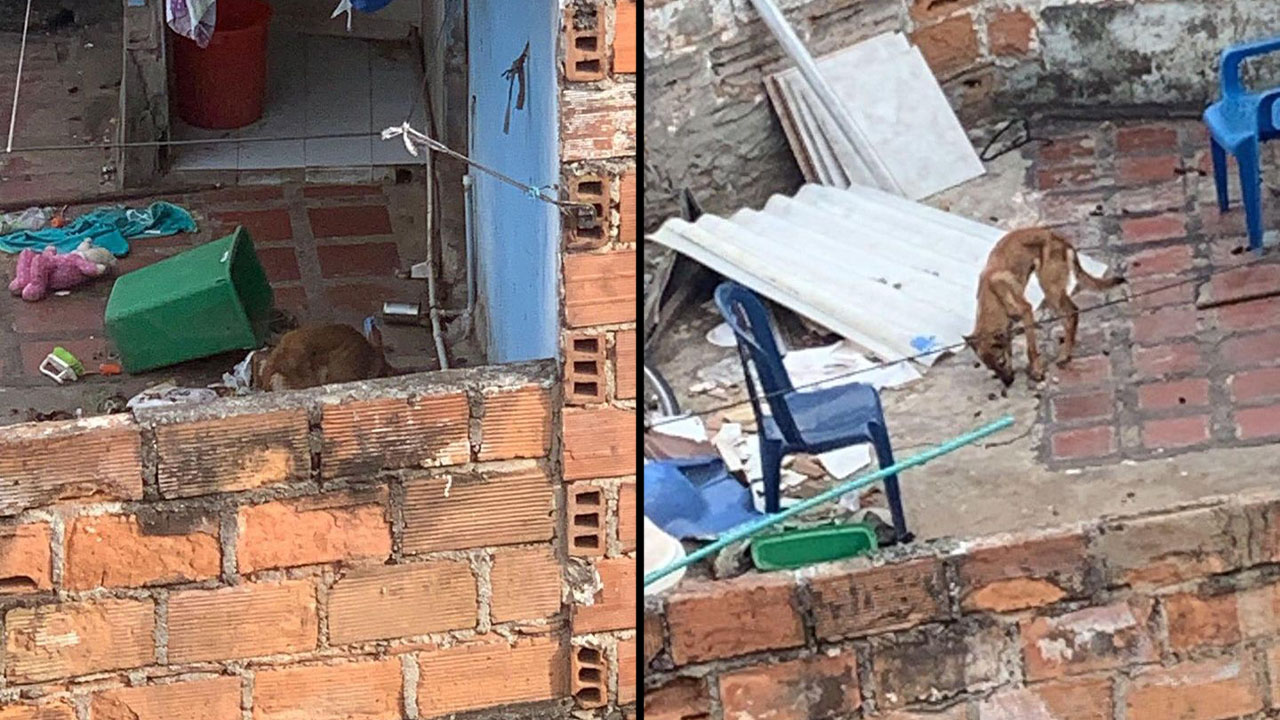 Maltrato animal: perro encerrado en terraza en Las Palmas