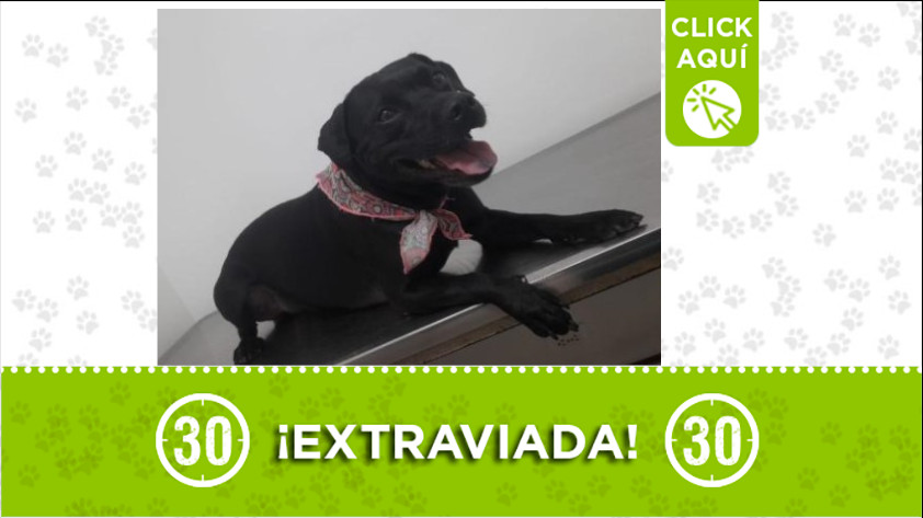 ‘Molly’ se perdió en Santa Cruz y requiere medicación diaria ¿La ha visto?