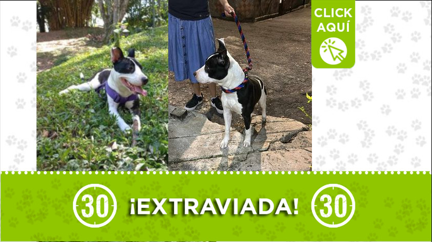 ¿Ha visto a la perrita «Niña»? Se perdió en San Cristóbal vereda Las Playas