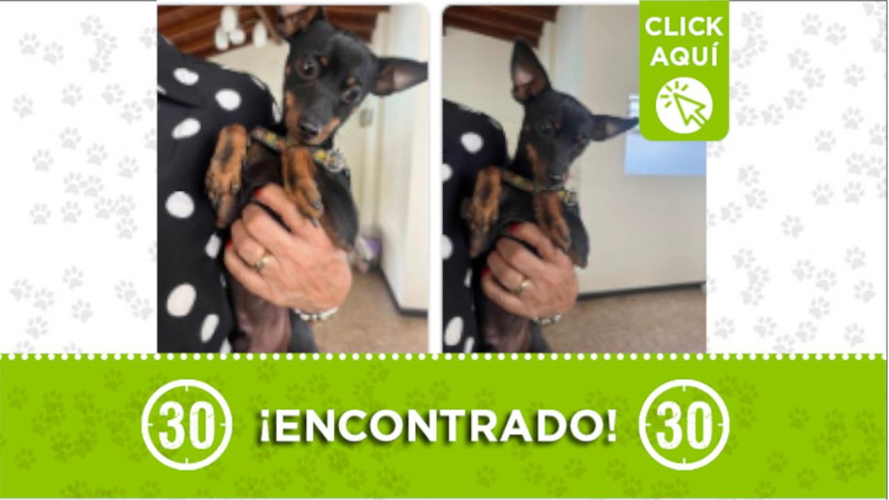 Perrito encontrado en la cancha de San Joaquín