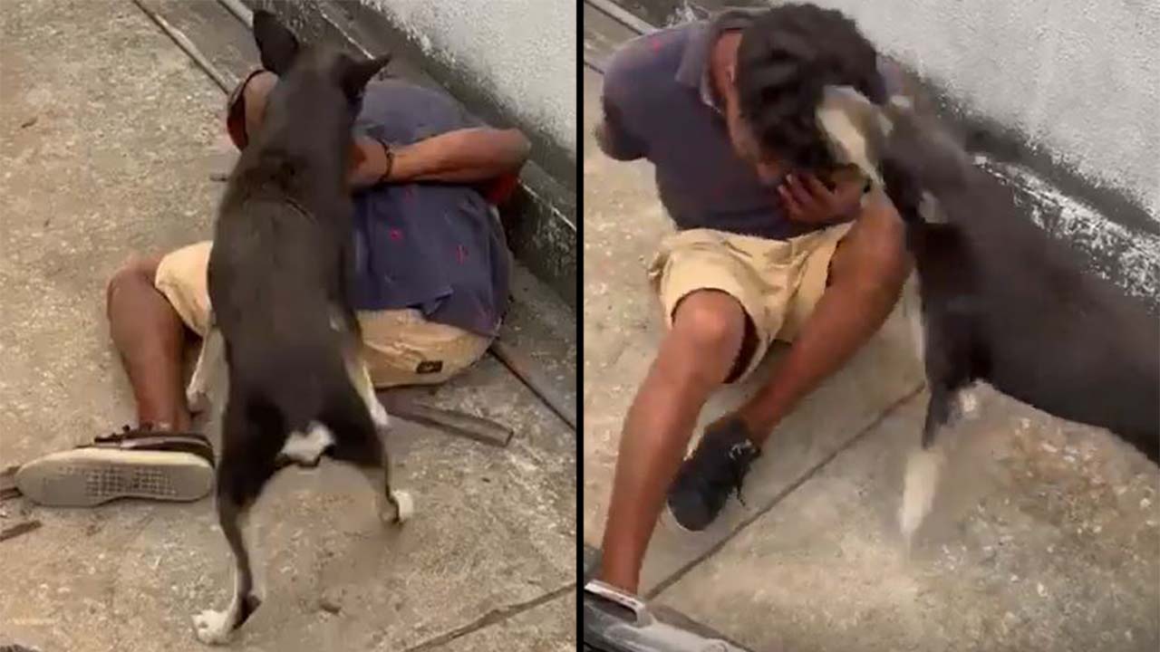 'Perroterapia' a un presunto delincuente en Ecuador