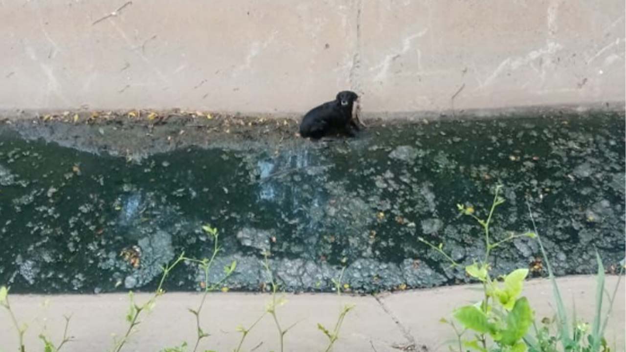 Policía de Cali rescató a un perrito de caño de residual