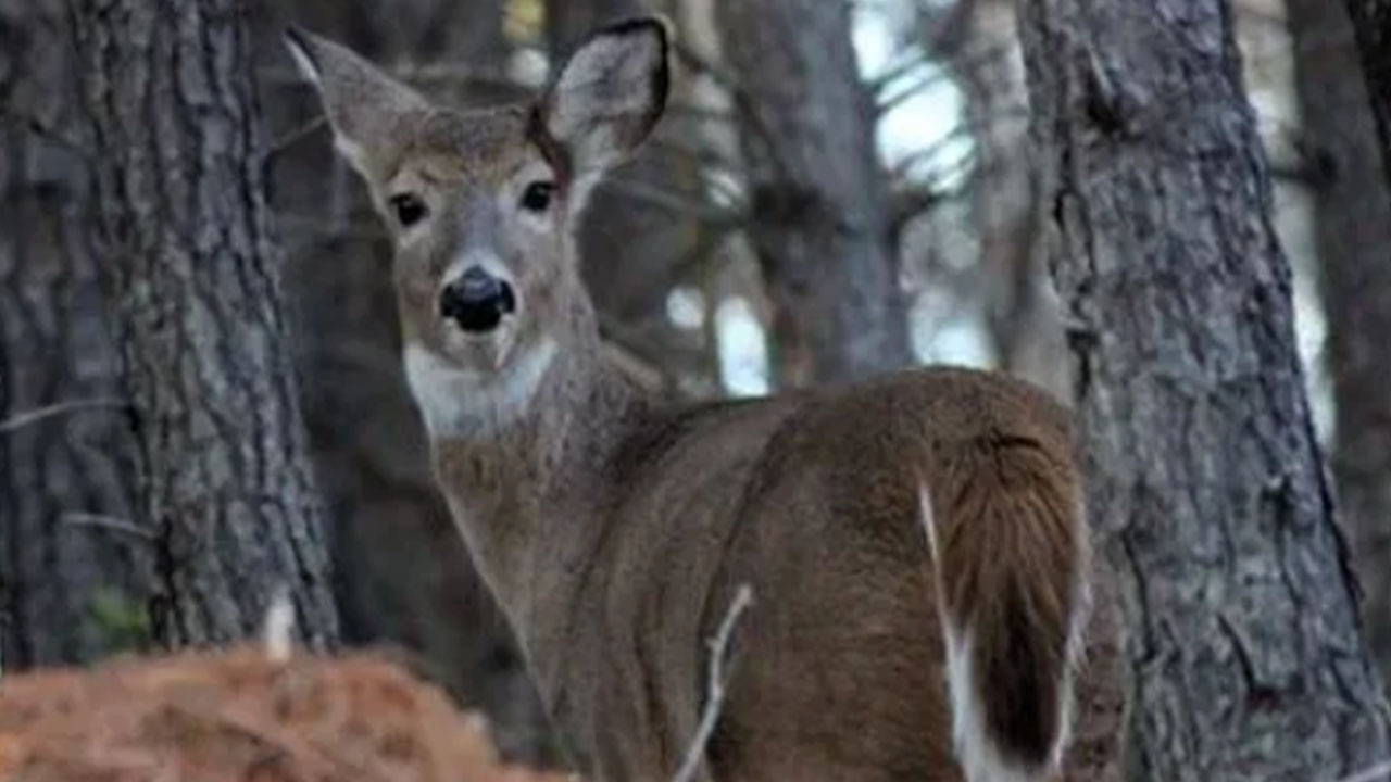 Venado asiático en Antioquia: especie invasora amenaza la fauna