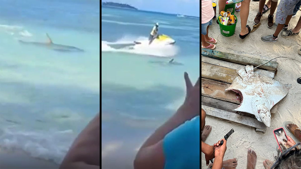 Tiburón ahora no puede comer tranquilo en San Andrés