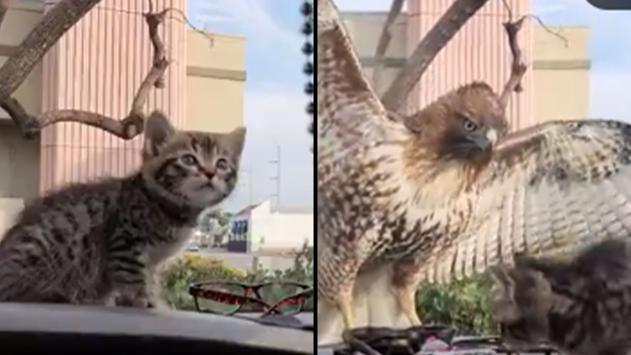 VIDEO. 'Qué pasó aquí': Un aguilucho queria raptar un gato bebé y se llevó tremenda sorpresa