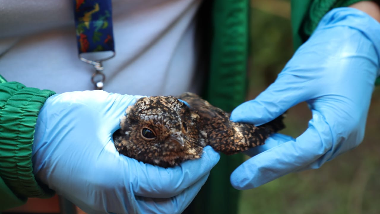 Van 21 animales rescatados por incendios en los cerros de Bogotá
