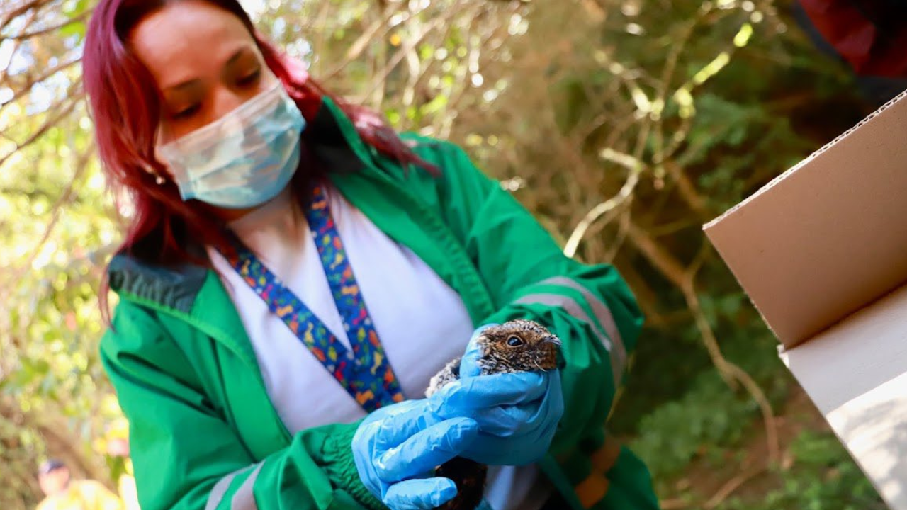 Van 21 animales rescatados por incendios en los cerros de Bogotá