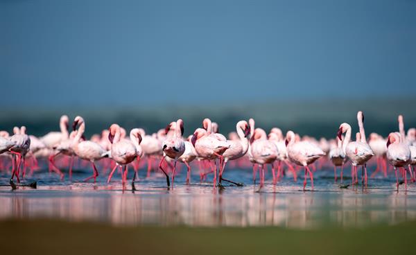 La Gran Migración del Serengueti, una fuente de historias dignas de Hollywood