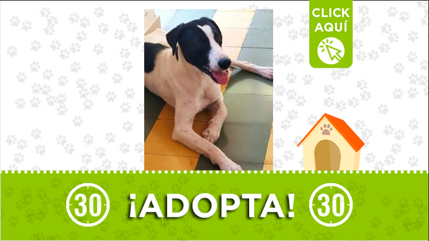 'Dulce' está buscando una familia