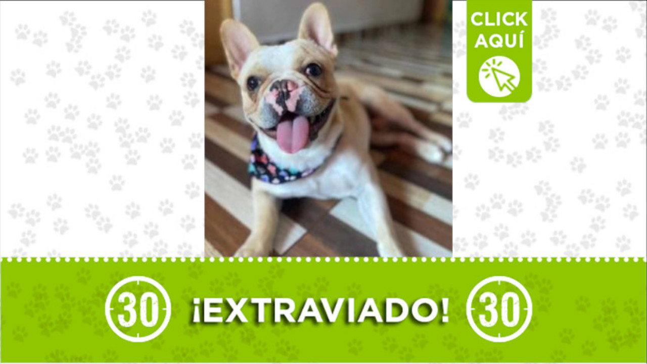 "Apolo" se perdió en el barrio Moravia