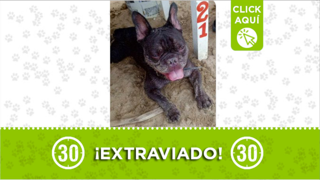 "Apolo" se perdió en el barrio Manrique