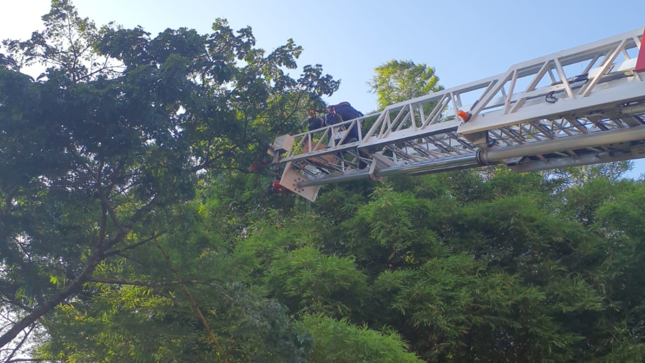FOTOS. 'Misión cumplida': Ave que quedó atrapada en un árbol y tuvo que ser rescatada por los Bomberos de Cali
