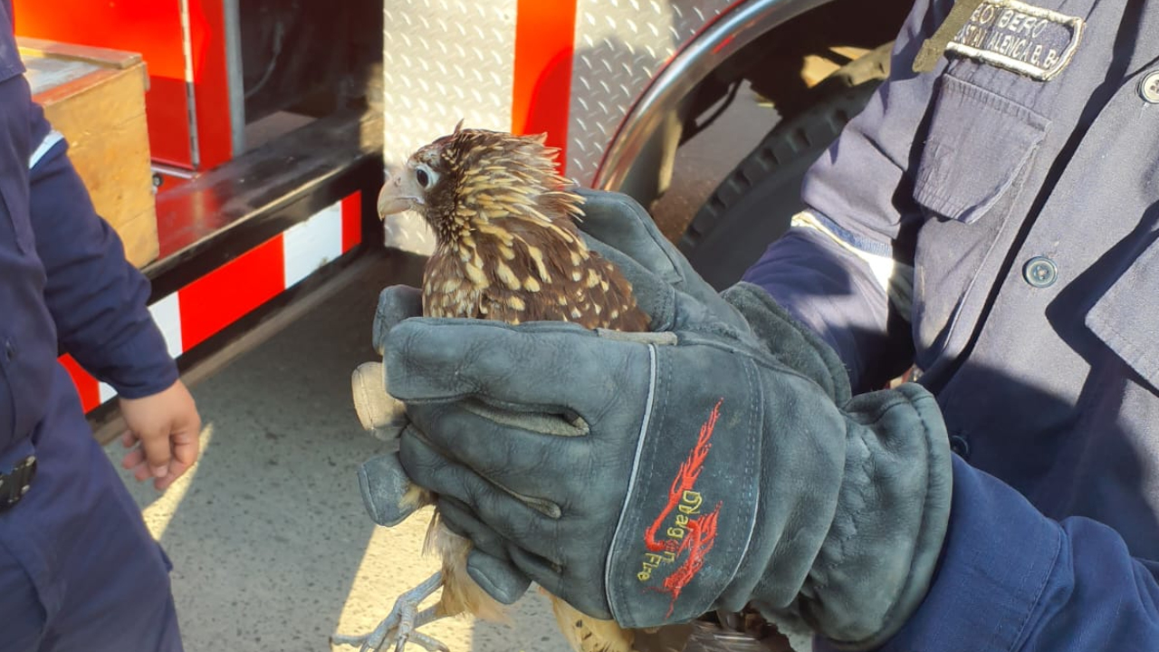 FOTOS. 'Misión cumplida': Ave que quedó atrapada en un árbol y tuvo que ser rescatada por los Bomberos de Cali