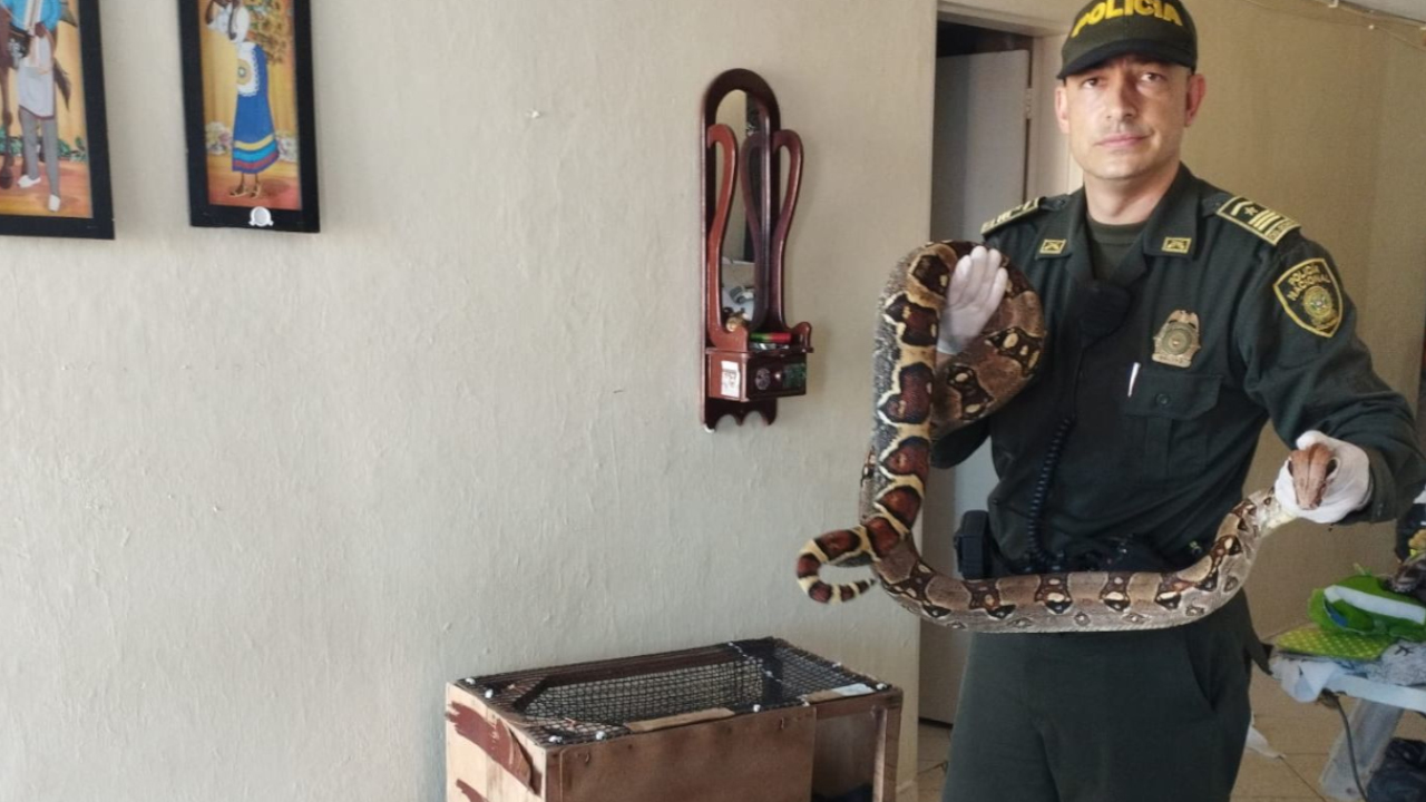 VIDEO. Recuperaron una Boa constrictor en La Comuna 16 Belén era tenida como animal domestico