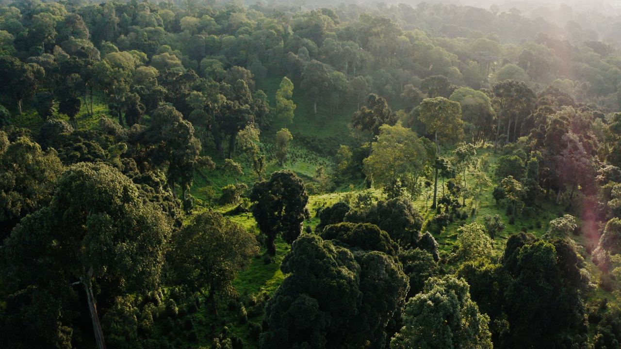 Bosques nativos: propone un proyecto para conservarlos