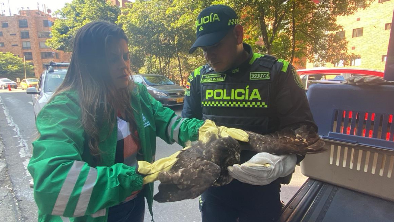 Con hematoma e inflamación, búho fue rescatado en Cerros Orientales