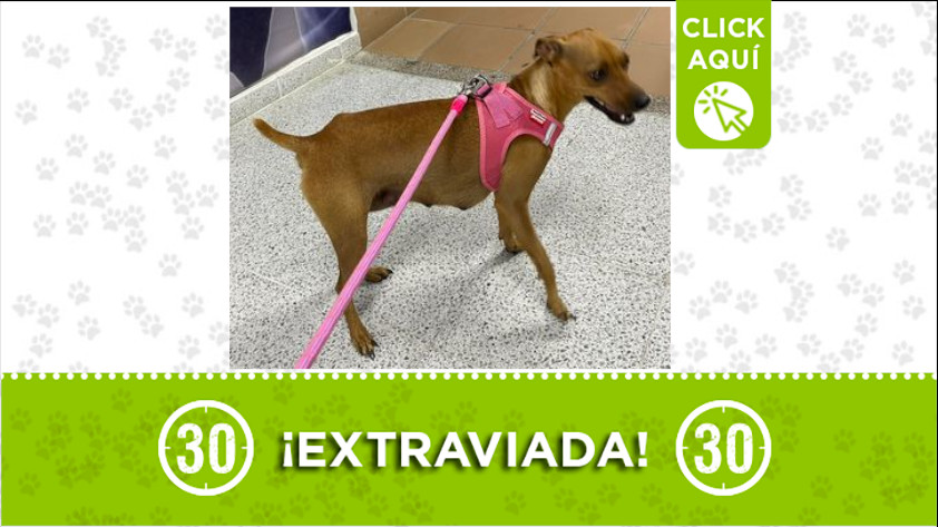 ¿Ha visto a «Canela»? Se perdió entre Viva Envigado e Itagüí