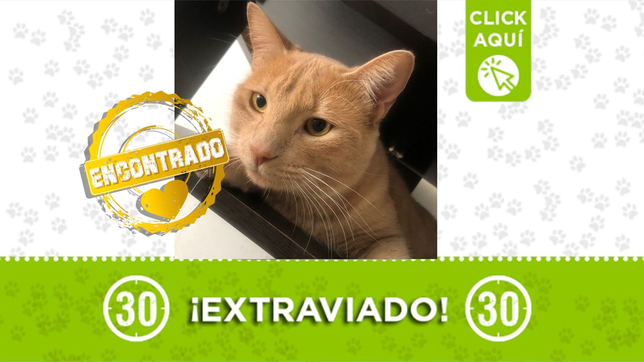 Cheo es un gatito autista que requiere cuidados especiales