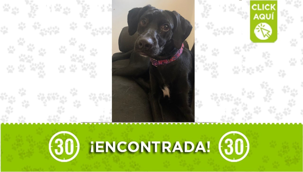 Perrita con collar fue encontrada en San Javier