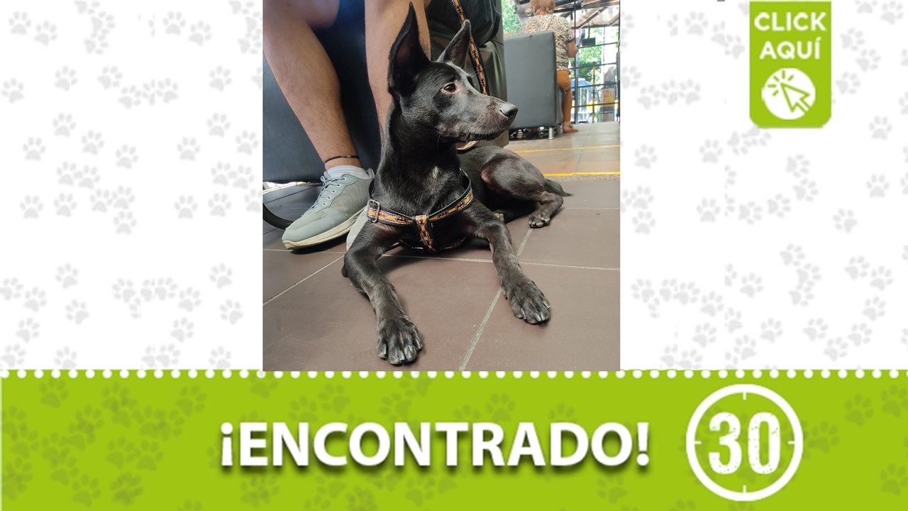 Perrito encontrado deambulando entre La América y La Floresta