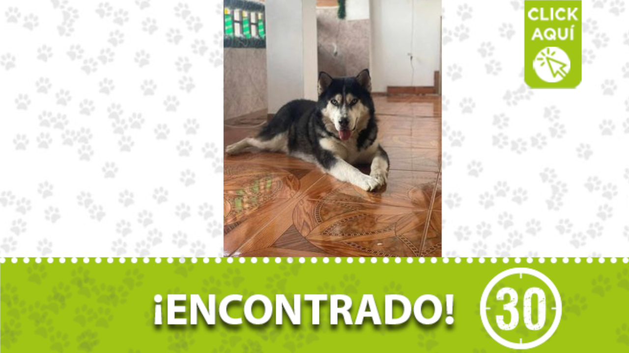 ¿Es suyo? Este perrito lo encontraron en Aranjuez