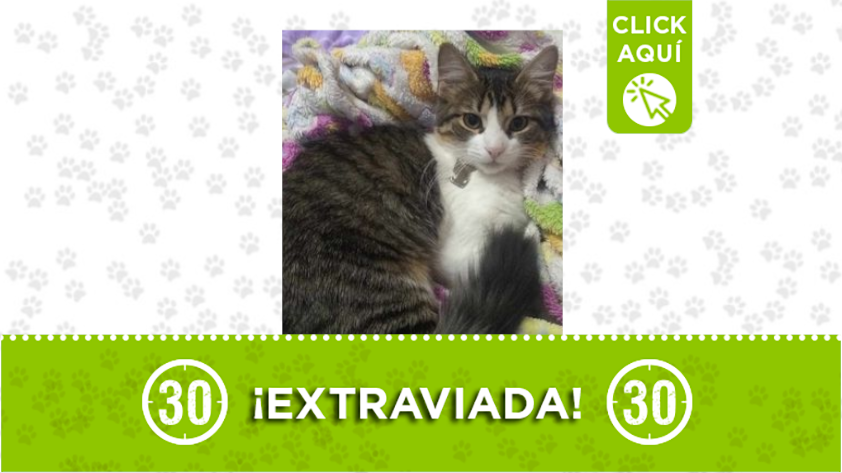 La gata "Cleo" se extravió en Robledo