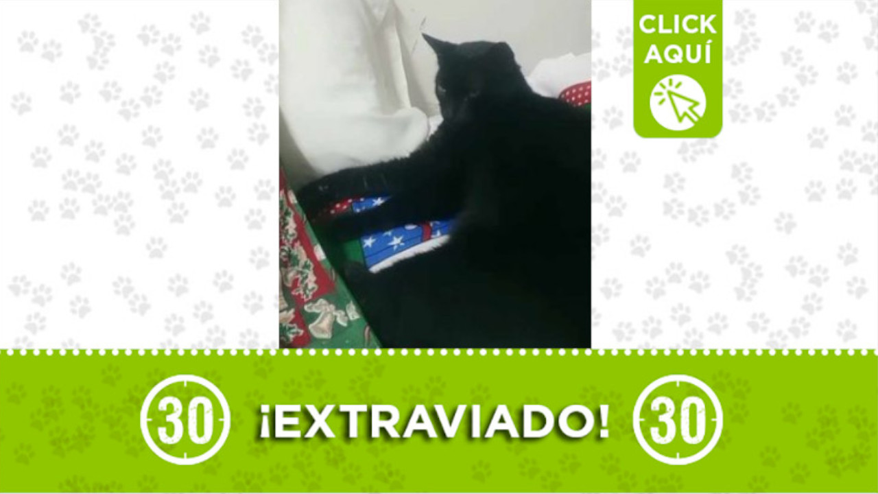 A este gatico lo están buscando en Bello