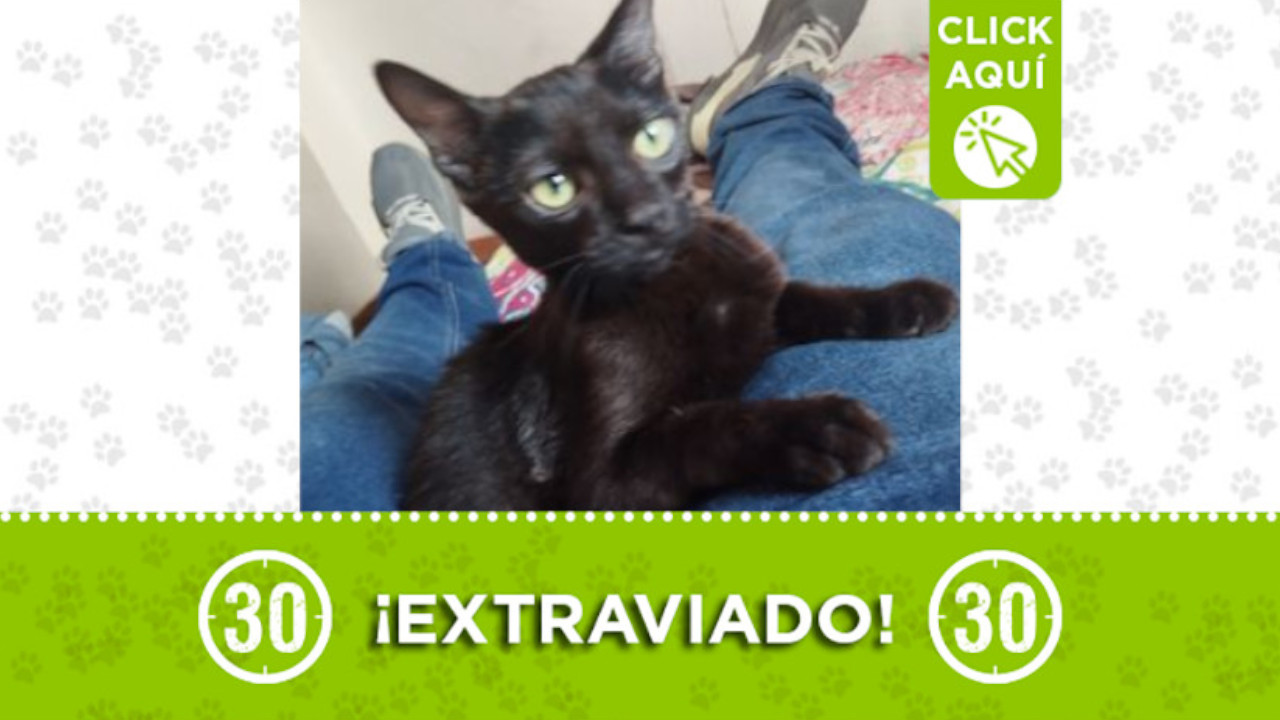 "Orión" se perdió en el barrio Manrique