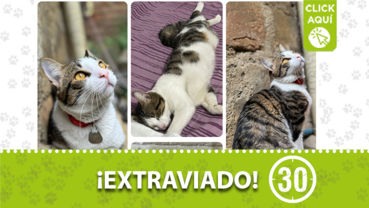 ‘Lucky’ se perdió en Santa Cruz ¿Lo ha visto?