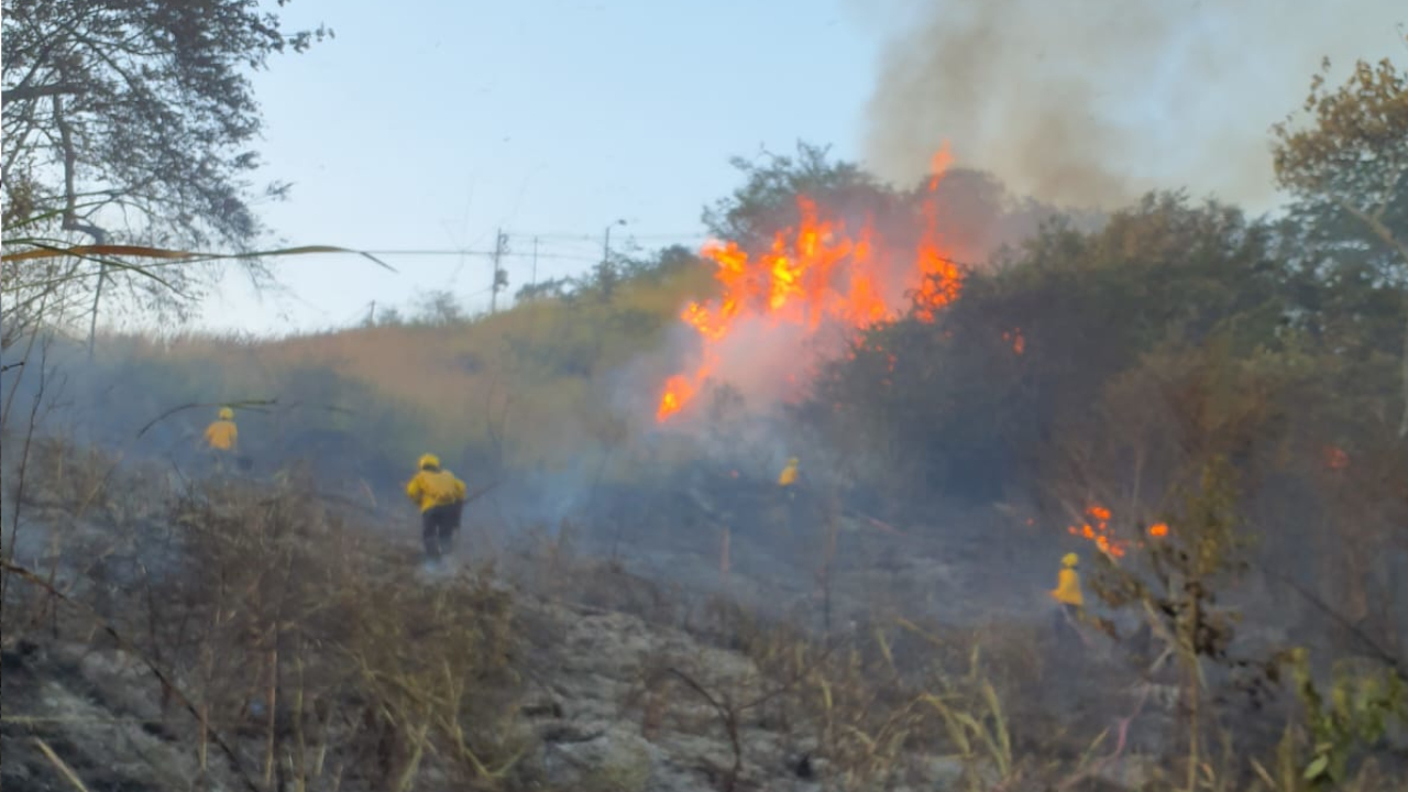 Incendio forestal en Cali Los bomberos l controlaron las llamas
