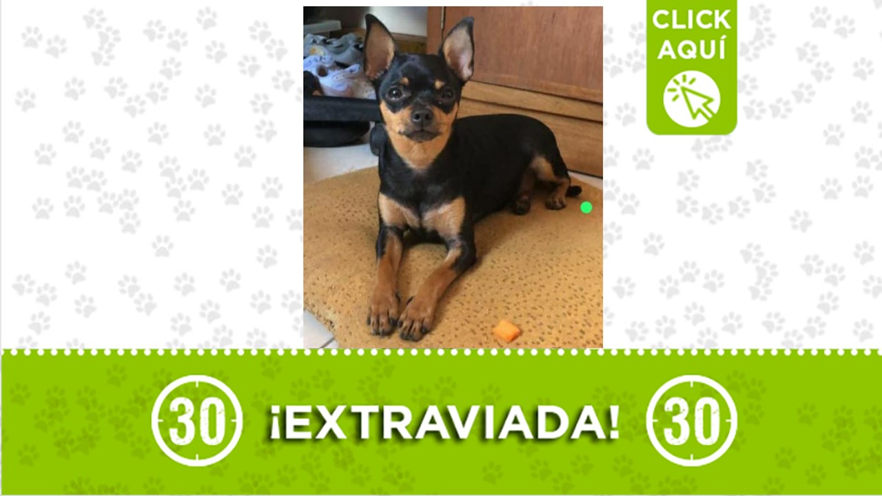 Khloe se perdió el 24 de enero y desde ese momento su familia la busca