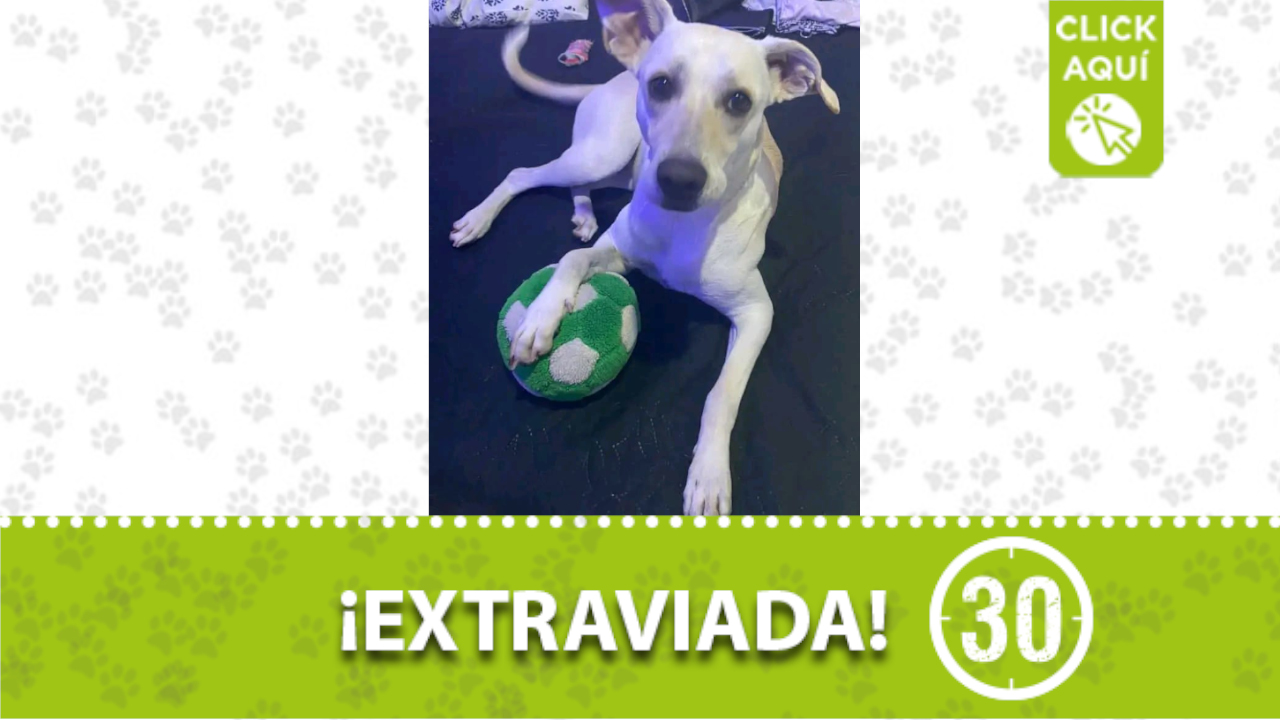 Esta perrita llamada ‘Kira ’ se perdió en el Popular ¿La ha visto? comparta para que regrese con su familia