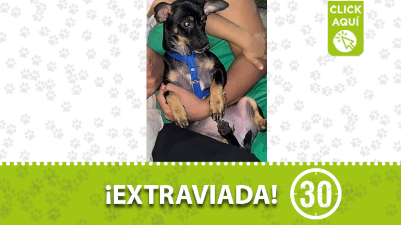 ‘Linda’ se perdió en el barrio Belén, La Capilla