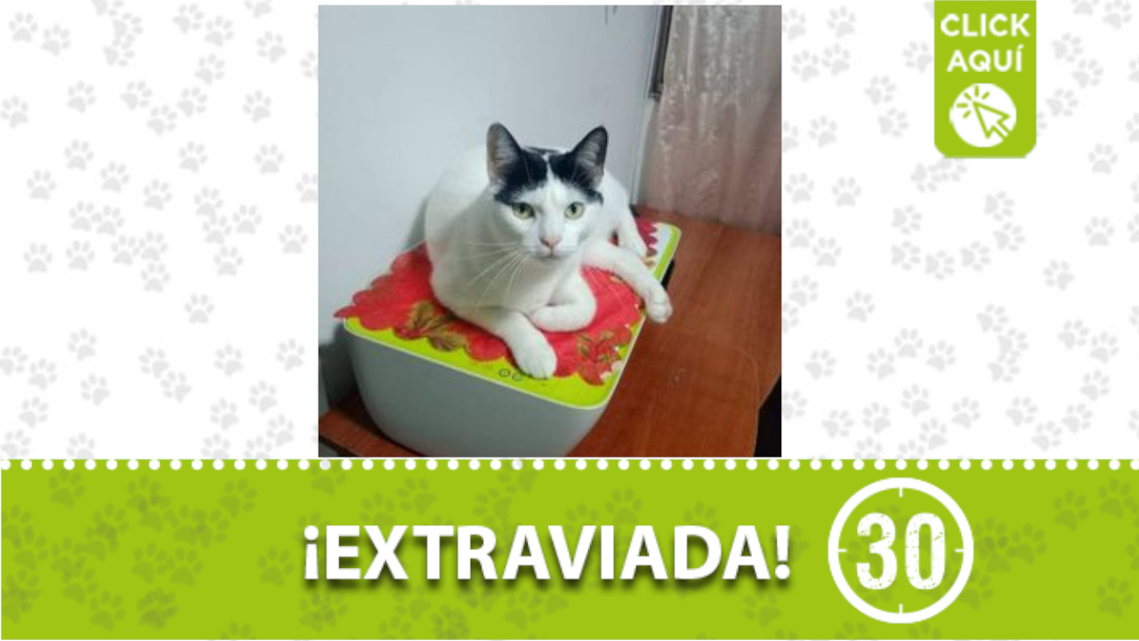 ‘Linda’ se perdió en el barrio Villa Hermosa ¿La ha visto?