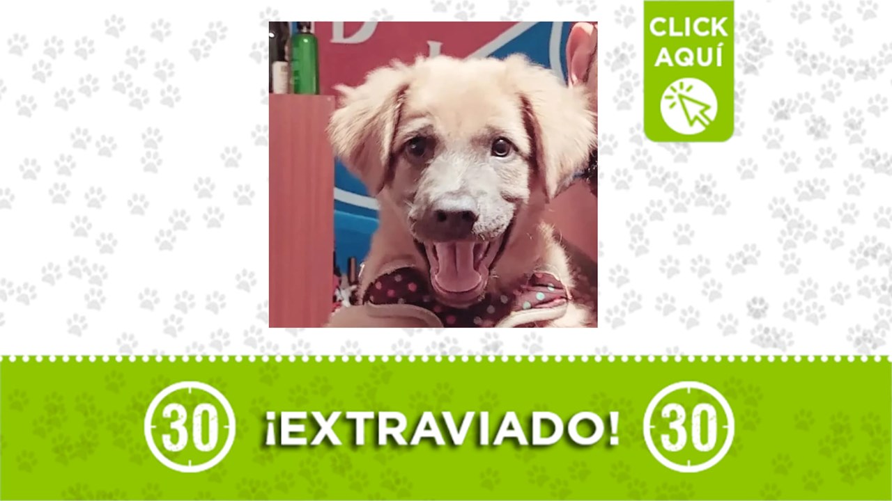 Loky se perdió en el nororiente de Medellin y su familia lo busca