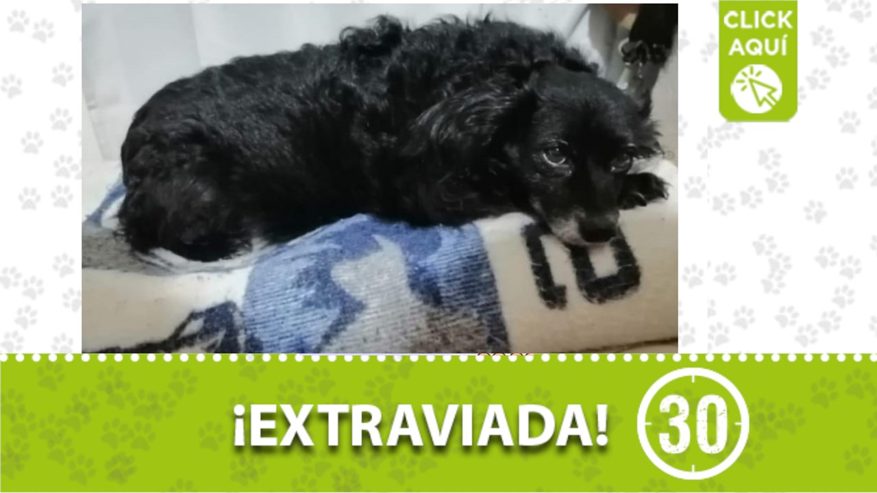 Lulú se extravió en Manrique y su familia la busca