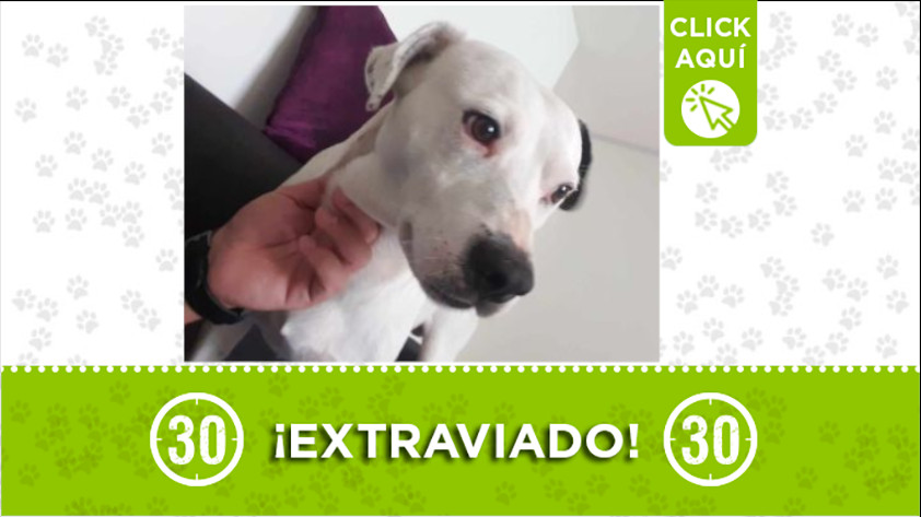 «Manchas» se perdió en el barrio La Milagrosa, en Medellín