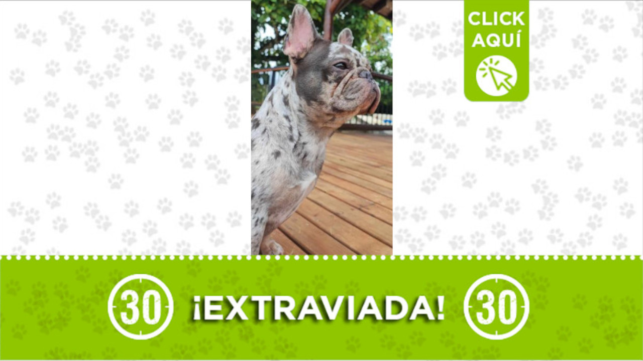 "Martina" se perdió en la vereda Betania, El Carmen de Viboral